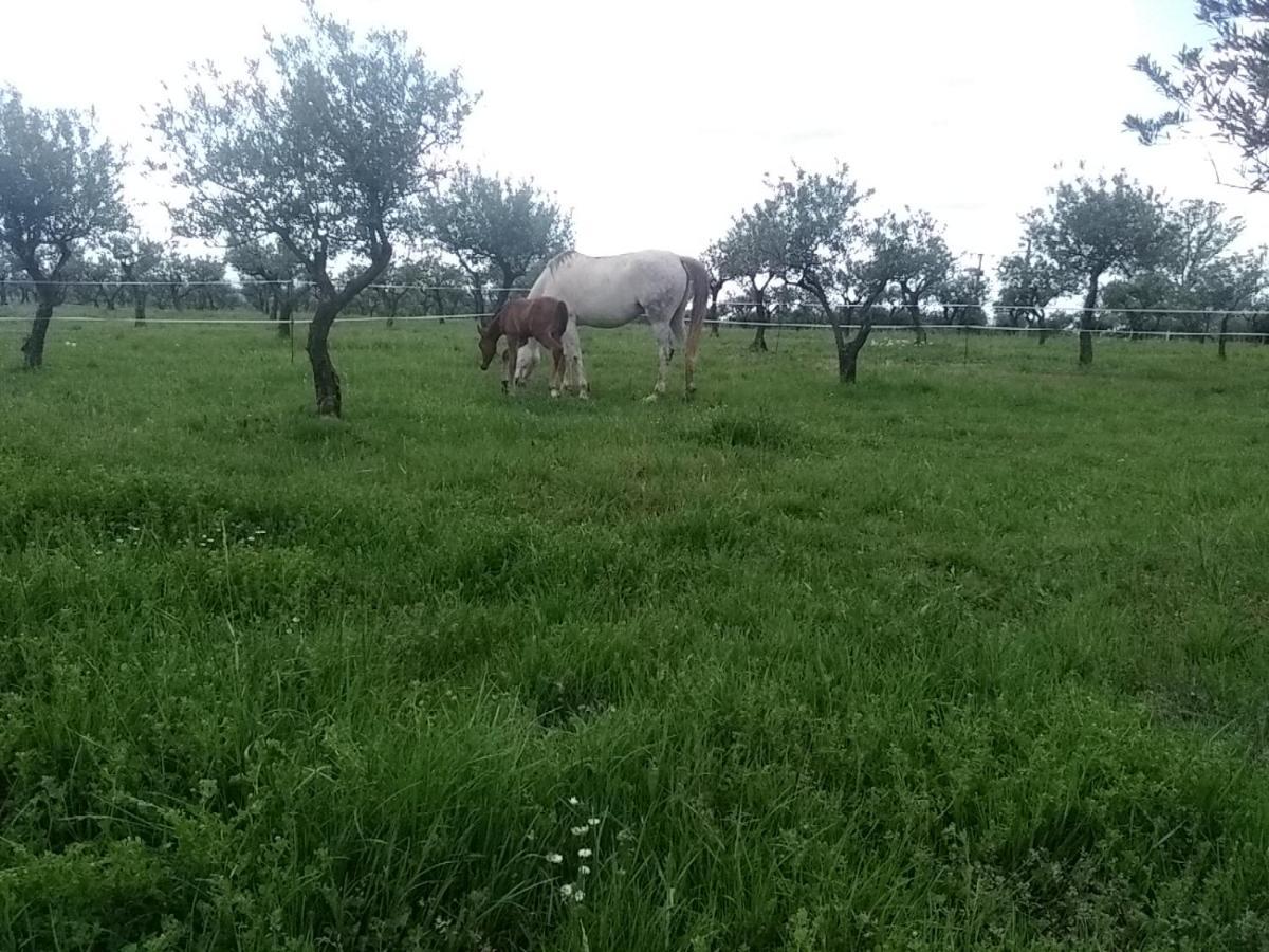 Studio Independant Dans Ferme Equestre Aups Dış mekan fotoğraf