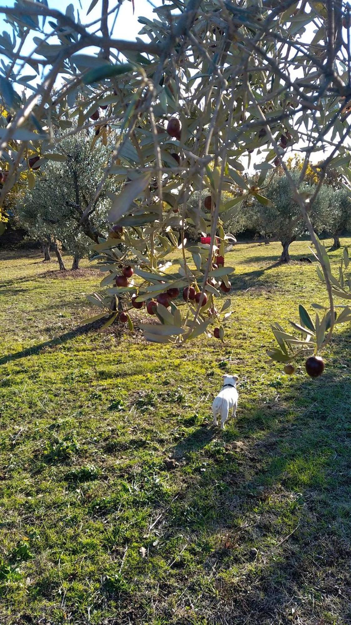 Studio Independant Dans Ferme Equestre Aups Dış mekan fotoğraf